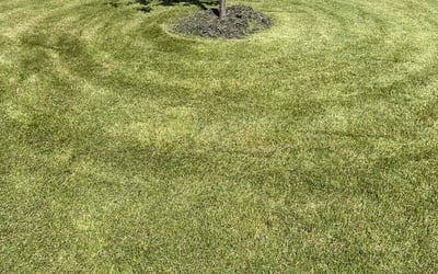 Photo of Paul S.'s yard after getting lawn care in Blaine, MN