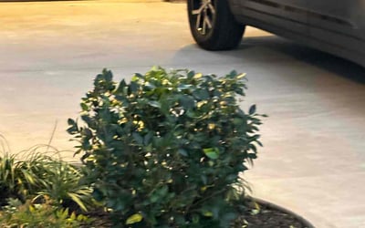 Photo of Ethan P.'s yard after getting lawn care in Zeeland, MI