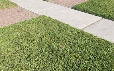 Photo of Kim I.'s yard after getting lawn care in Corpus Christi, TX
