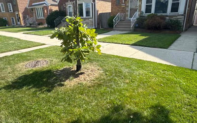 Photo of Ashley B.'s yard after getting lawn care in Mchenry, IL