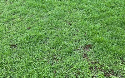 Photo of Andrea N.'s yard after getting lawn care in Austin, TX