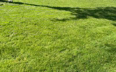 Photo of Patrick B.'s yard after getting lawn care in Chardon, OH