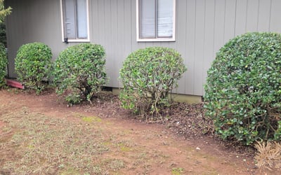 Photo of Latoya J.'s yard after getting tree care in Goose Creek, SC