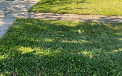 Photo of Andrew A.'s yard after getting lawn care in Redmond, WA