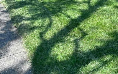 Photo of Christina R.'s yard after getting lawn care in Urbana, IL