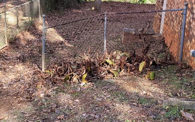 Photo of Ashlea L.'s yard after getting lawn care in Berwyn, IL