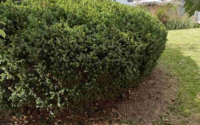 Photo of Glen M.'s yard after getting tree care in Livonia, MI