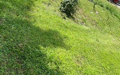 Photo of Sammi W.'s yard after getting lawn care in Waynesville, NC