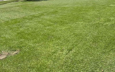 Photo of Michelle J.'s yard after getting lawn care in Downey, CA
