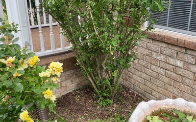Photo of Craig M.'s yard after getting tree care in Gloucester, VA