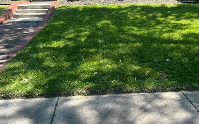 Photo of Rianna K.'s yard after getting lawn care in Detroit, MI
