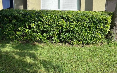 Photo of Laura F.'s yard after getting lawn care in New Rochelle, NY