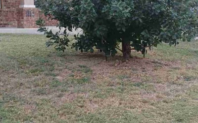 Photo of Tamique D.'s yard after getting lawn care in Millville, NJ