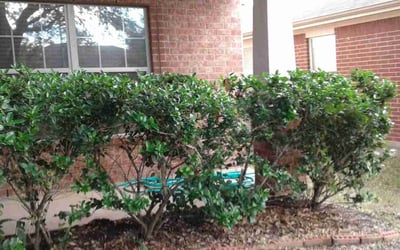 Photo of Assad B.'s yard after getting lawn care in Katy, TX