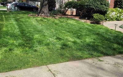 Photo of Nicole M.'s yard after getting lawn care in Royal Oak, MI