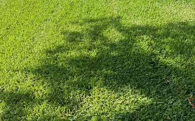 Photo of Megan C.'s yard after getting lawn care in Winter Springs, FL