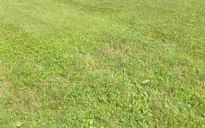 Photo of Teresa F.'s yard after getting lawn care in Middletown, PA