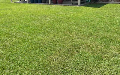 Photo of Charles B.'s yard after getting lawn care in Raleigh, NC