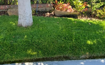 Photo of Kyle A.'s yard after getting lawn care in Brea, CA