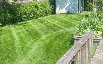 Photo of Dinnah D.'s yard after getting lawn care in Great Neck, NY