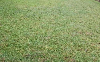 Photo of Ossie C.'s yard after getting lawn care in Kyle, TX