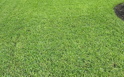 Photo of Rebecca G.'s yard after getting lawn care in Shallotte, NC