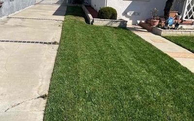 Photo of Pat M.'s yard after getting lawn care in Venice, FL