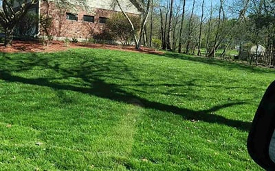 Photo of Mike B.'s yard after getting lawn care in Bensenville, IL