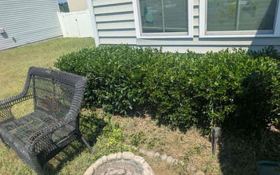 Photo of Thien N.'s yard after getting lawn care in Lathrop, CA