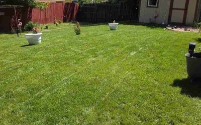 Photo of Margaret F.'s yard after getting lawn care in Black Forest, CO