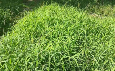 Photo of Michelle S.'s yard after getting lawn care in District Heights, MD