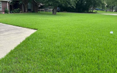 Photo of Dennis B.'s yard after getting lawn care in Summerfield, FL
