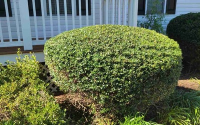 Photo of Joshua W.'s yard after getting lawn care in Carnegie, PA