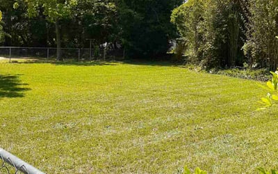 Photo of Jennifer K.'s yard after getting lawn care in Pickens, SC