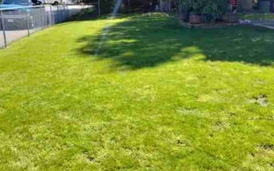 Photo of Linda L.'s yard after getting lawn care in Covington, WA