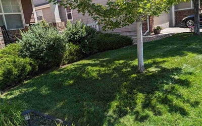 Photo of Holly M.'s yard after getting lawn care in Pueblo, CO