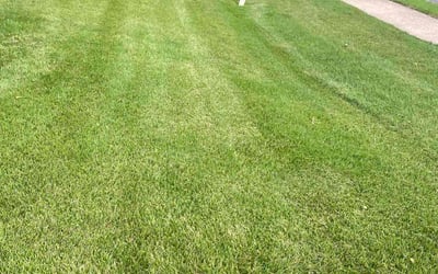 Photo of Maggie C.'s yard after getting lawn care in Kutztown, PA