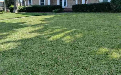 Photo of Cheryl O.'s yard after getting lawn care in Yorba Linda, CA