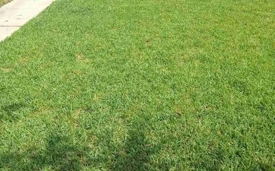 Photo of Lalit T.'s yard after getting lawn care in Chandler, AZ