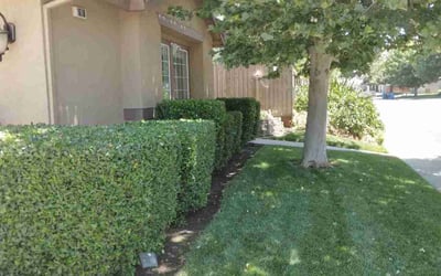 Photo of Justus A.'s yard after getting lawn care in Fairfield, CA