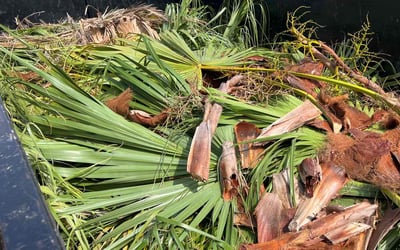 Photo of Lindsieh G.'s yard after getting lawn care in Taylors, SC