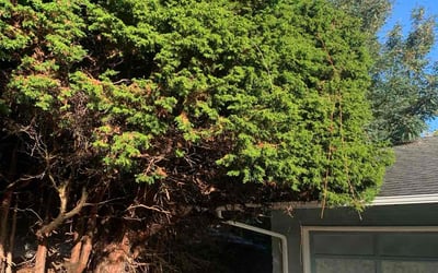 Photo of Priscilla D.'s yard after getting lawn care in Spanish Fork, UT