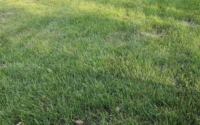 Photo of Sara N.'s yard after getting lawn care in New Smyrna Beach, FL