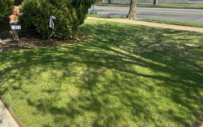 Photo of Maria E.'s yard after getting lawn care in Jamaica, NY