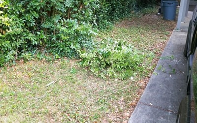Photo of Jason K.'s yard after getting tree care in Round Rock, TX