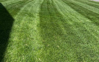 Photo of Sam A.'s yard after getting lawn care in Knoxville, TN