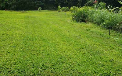 Photo of Olivia H.'s yard after getting lawn care in Honolulu, HI