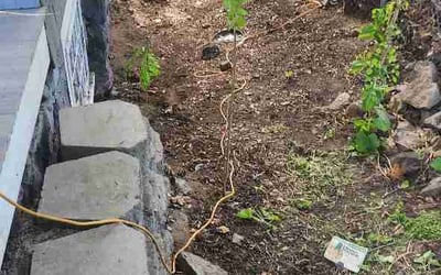 Photo of Tiffany B.'s yard after getting lawn care in Mineola, NY