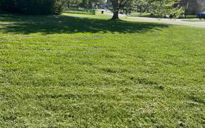 Photo of Dorene B.'s yard after getting lawn care in Cicero, NY