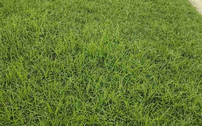 Photo of Deborah K.'s yard after getting lawn care in Gulf Shores, AL